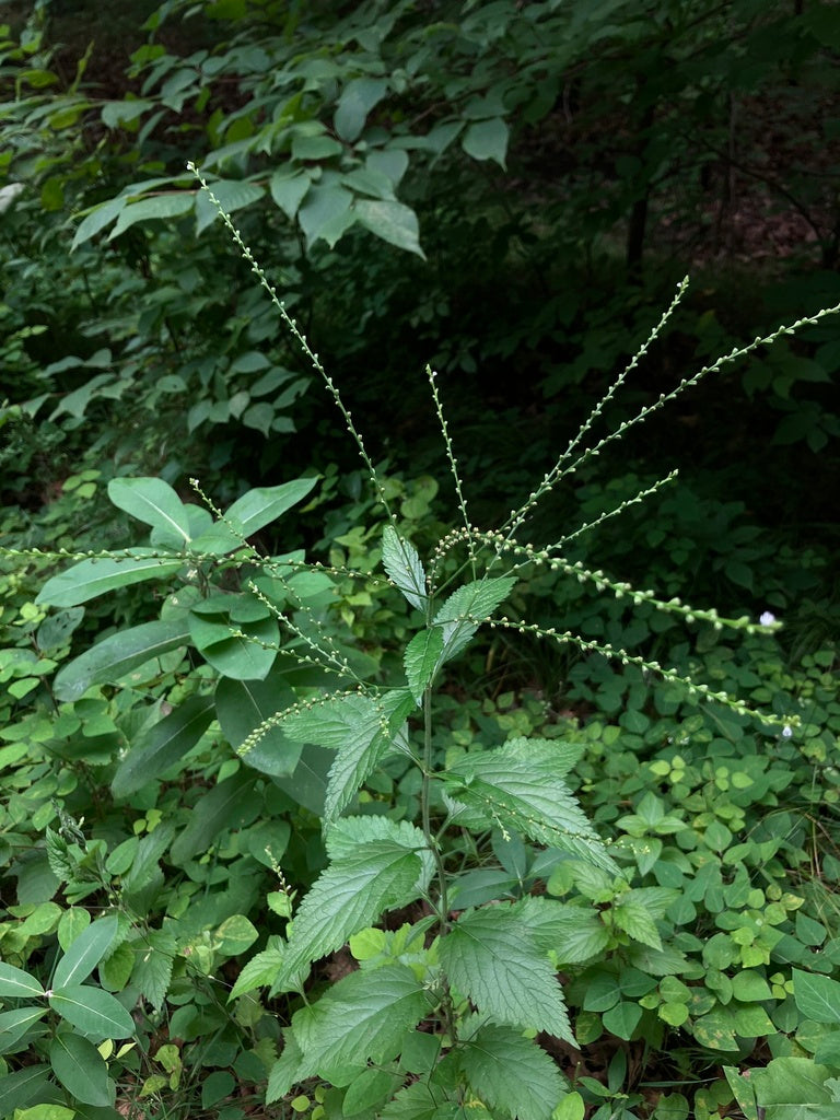 Verbena urticifolia