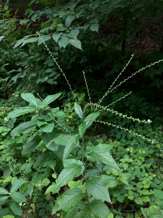 Verbena urticifolia